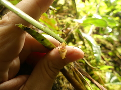 Pleurothallis ensata
