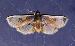 Compacta