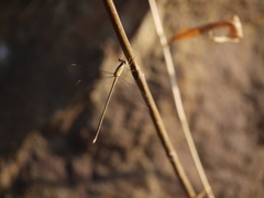 Lestes viridulus