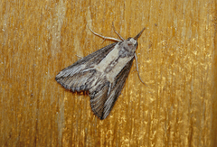 Rhynchina canestriata