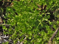 Ranunculus platensis