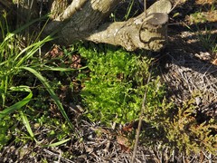 Ranunculus platensis