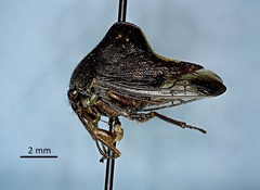 Telamona monticola