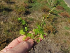 Ranunculus platensis