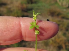 Ranunculus platensis