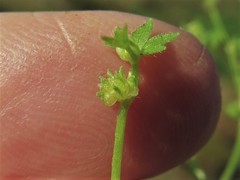 Ranunculus platensis