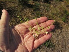 Ranunculus platensis