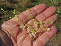 Ranunculus platensis