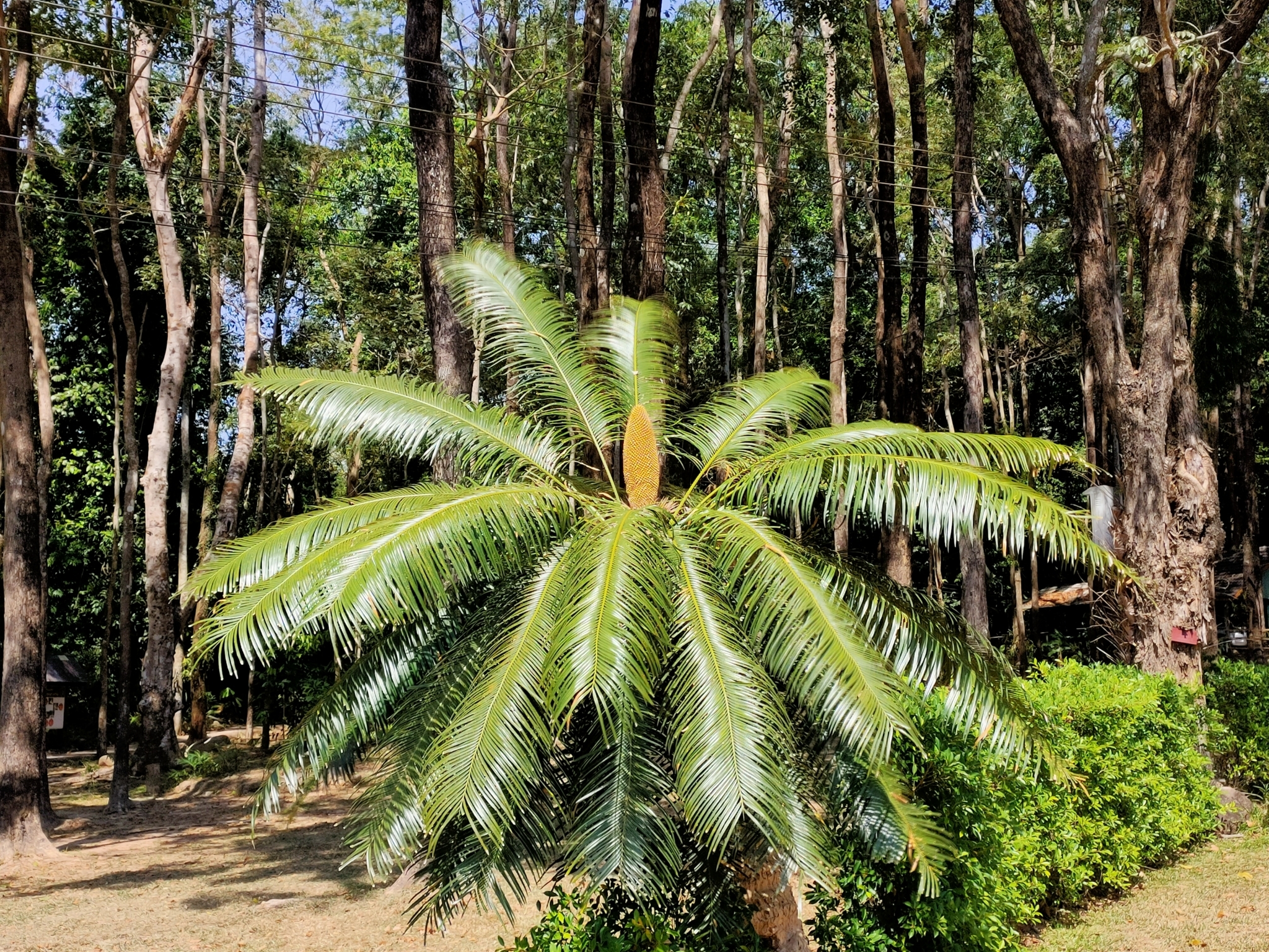 Cycas chamaoensis