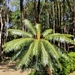 Chamao Hill Cycad - Photo (c) Niran Anurakpongsathorn, some rights reserved (CC BY-NC), uploaded by Niran Anurakpongsathorn