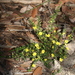 Hibbertia spanantha - Photo (c) tobyyy, algunos derechos reservados (CC BY-SA), subido por tobyyy