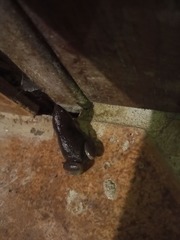 Elachistocleis bicolor