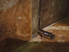 Elachistocleis bicolor