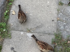Passer domesticus