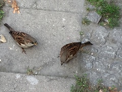 Passer domesticus