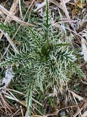 Cirsium arisanense