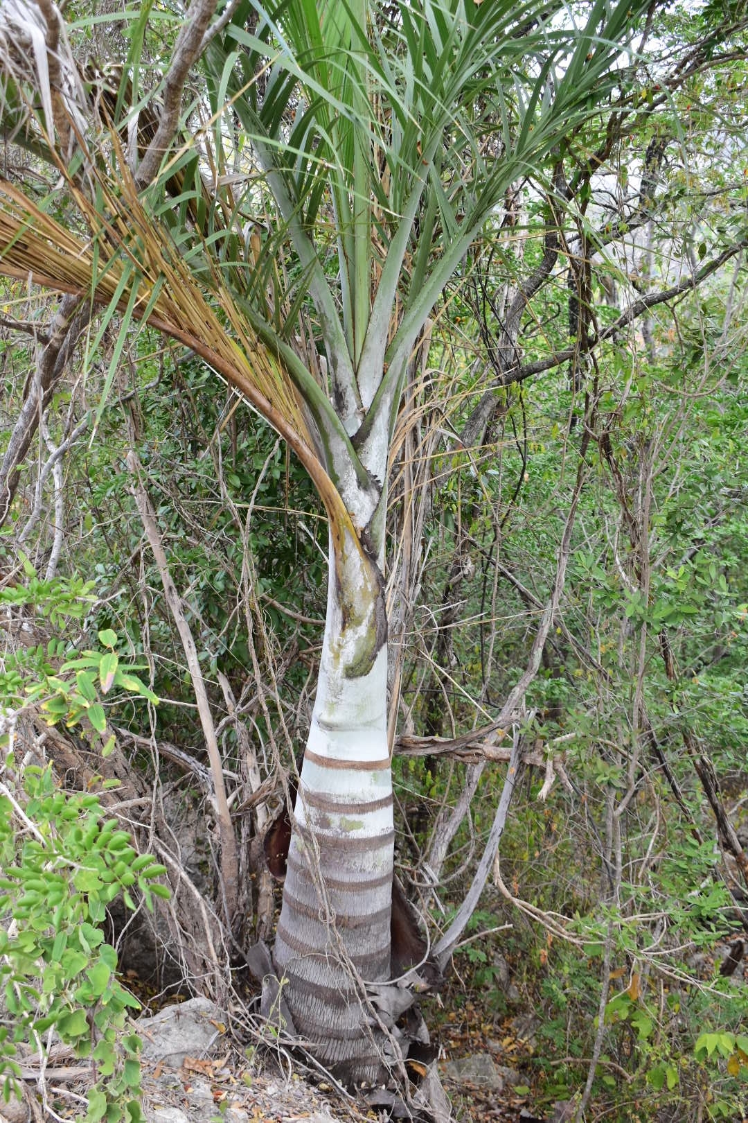 Pseudophoenix vinifera