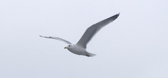 Larus argentatus
