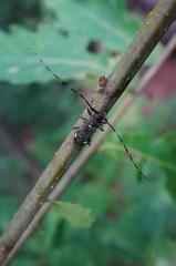 Monochamus guttulatus