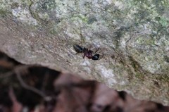 Camponotus atrox