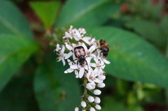 Lasiotrichius succinctus