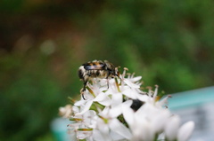 Lasiotrichius succinctus