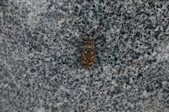 Monochamus saltuarius