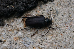 Prionus insularis