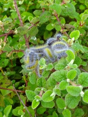 Thaumetopoea herculeana