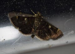 Bicilia iarchasalis