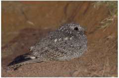 Caprimulgus tristigma