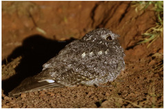 Caprimulgus tristigma