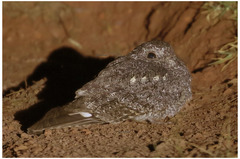 Caprimulgus tristigma