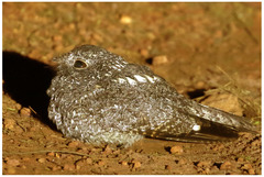 Caprimulgus tristigma