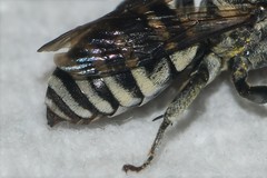 Triepeolus atripes