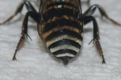 Triepeolus atripes