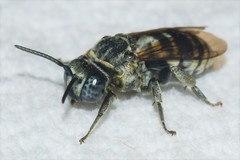 Triepeolus atripes