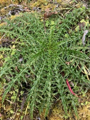 Cirsium arisanense