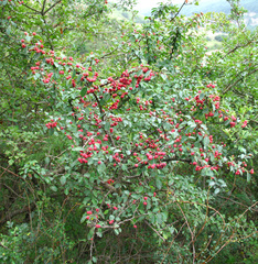 Cotoneaster meyeri
