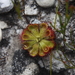 Dryland Sundew - Photo (c) Hendré, some rights reserved (CC BY-NC), uploaded by Hendré