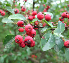 Cotoneaster meyeri