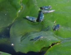 Macrosteles cyane
