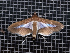 Diaphania infimalis