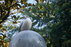 Chroicocephalus ridibundus