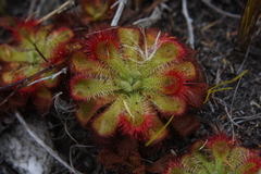 Drosera xerophila