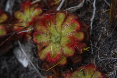 Drosera xerophila