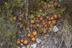 Drosera xerophila
