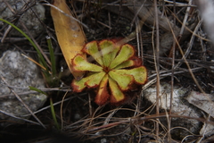 Drosera xerophila