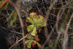 Drosera xerophila