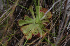 Drosera xerophila
